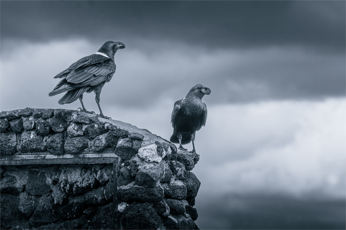 Carrillo Michelle Ravens of Amboseli Print   Mono   Class B 20260211